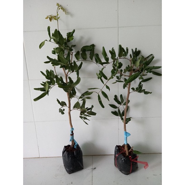 cây nhãn xuồng mau cho trái