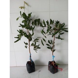 cây nhãn xuồng mau cho trái