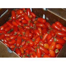 HẠT GIỐNG CÀ CHUA CHUỐI