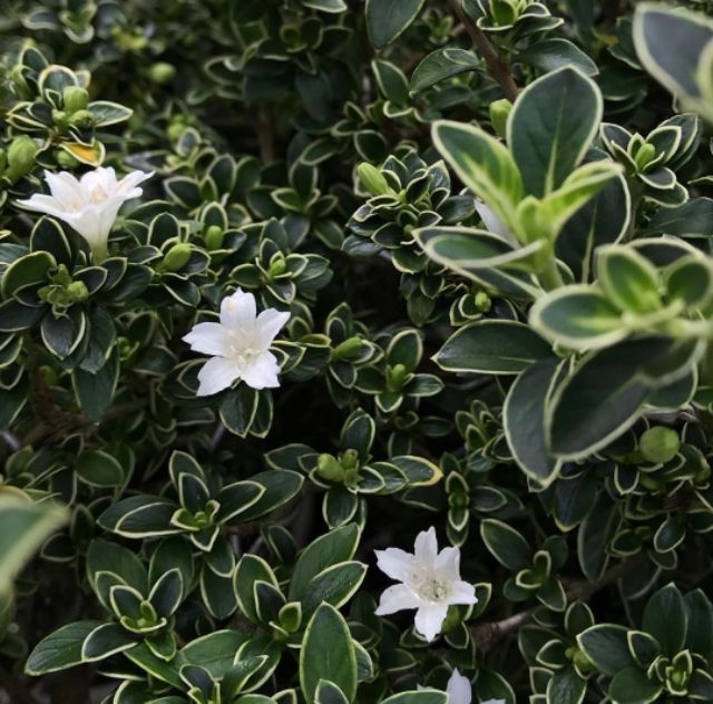 Hoa bạch tuyết mai MIX CHẬU để bàn