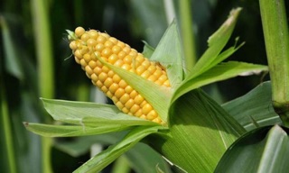 Hạt giống bắp mỹ