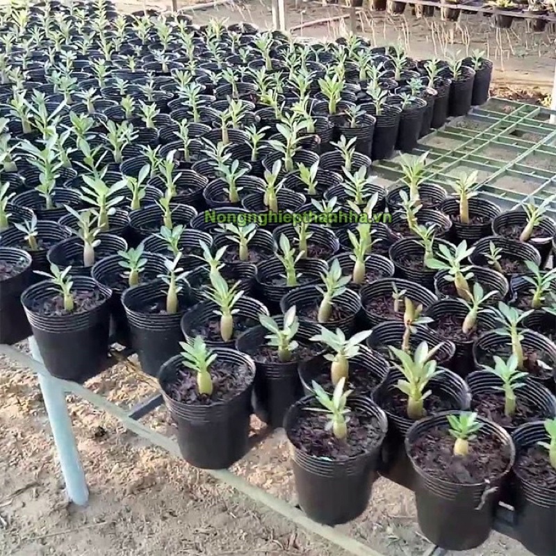 combo 10 chậu (Bầu) Ươm Cây Giống (16x14cm) (18-16) ‘