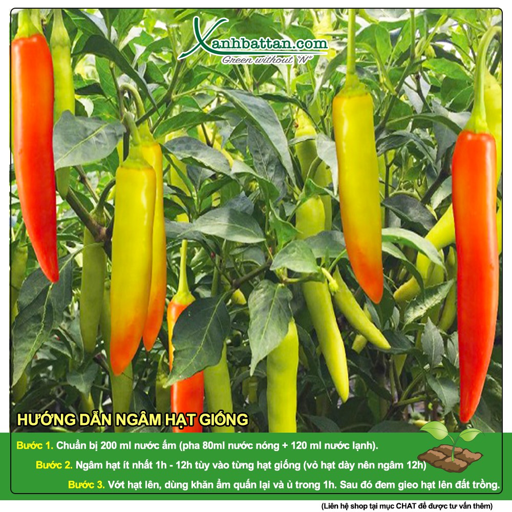 Hạt Giống Ớt Sừng Vàng Châu Phi  Siêu Cay, Siêu Năng Suất 100 mg