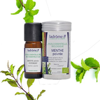 Tinh Dầu Organic Bạc Hà - Peppermint