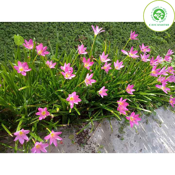 Cây tóc tiên (Ảnh thật số 2)