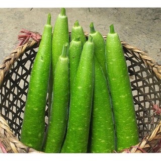 Hạt giống bầu sao quả dài