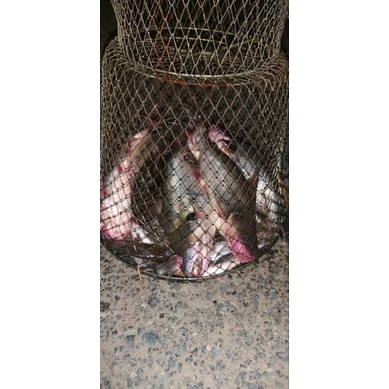 CÁM CÂU CÁ TỔNG HỢP 500G SIÊU NHẠY