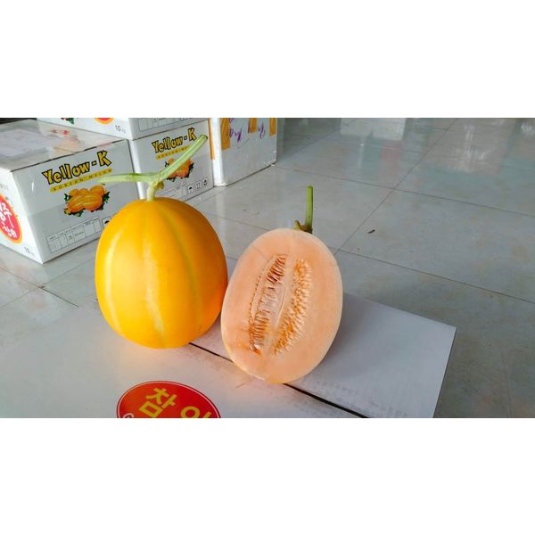 Dưa lê hàn quốc ruột cam Won Yeong nảy mầm 100% có gói 34, 68 hoặc 102 hạt