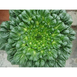 Hạt giống cải hoa hồng