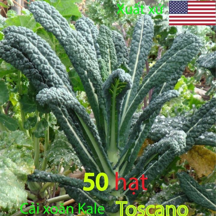 Kale Toscano 50 hạt cải xoăn kale toscano (chia bịch nhỏ)