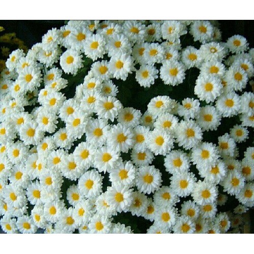 Hạt Giống Hoa Cúc Họa Mi - Cúc Chi Trắng