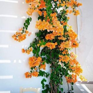 Cây hoa giấy Thái leo