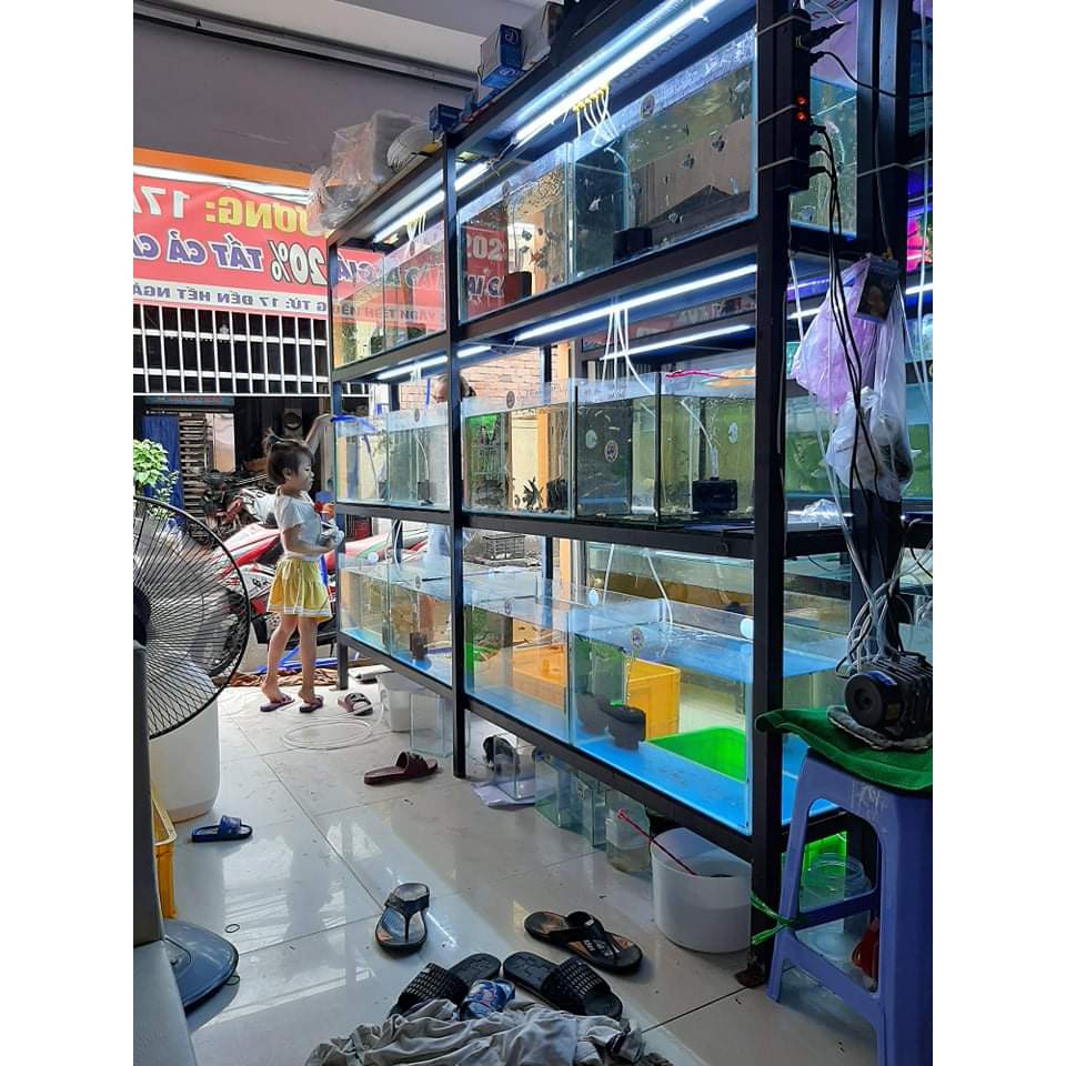 Hồ Cá Guppy 30.40.30