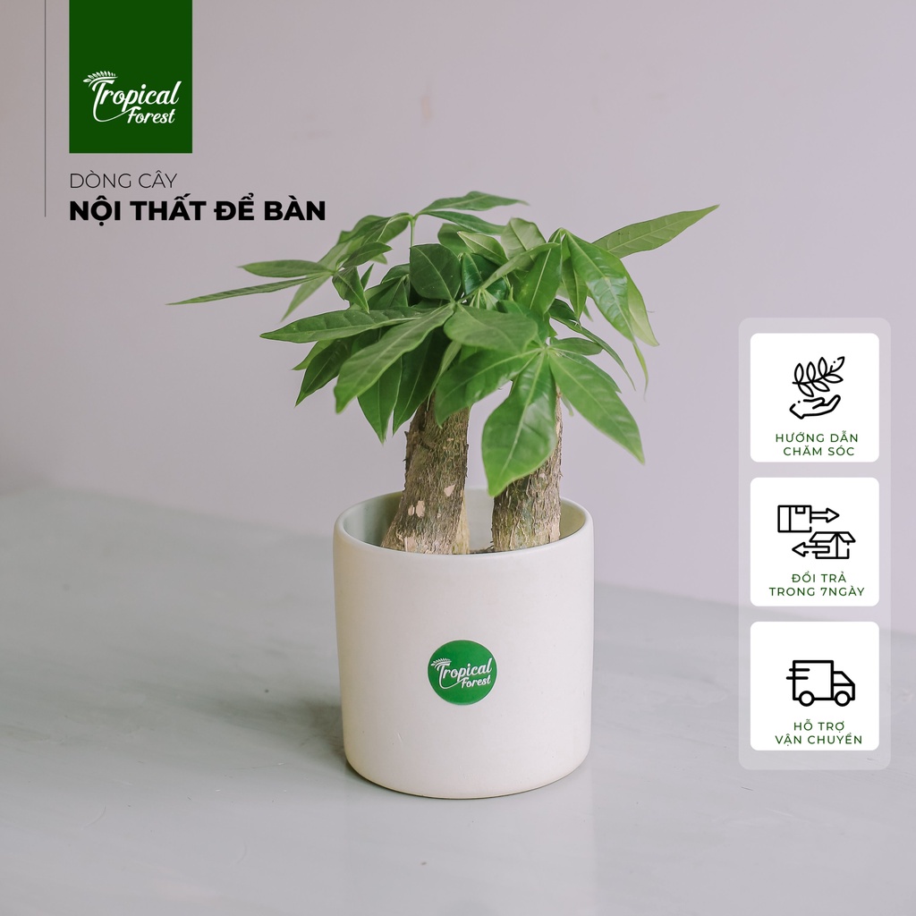 Chậu cây kim ngân nhiệt đới TROPICAL FOREST