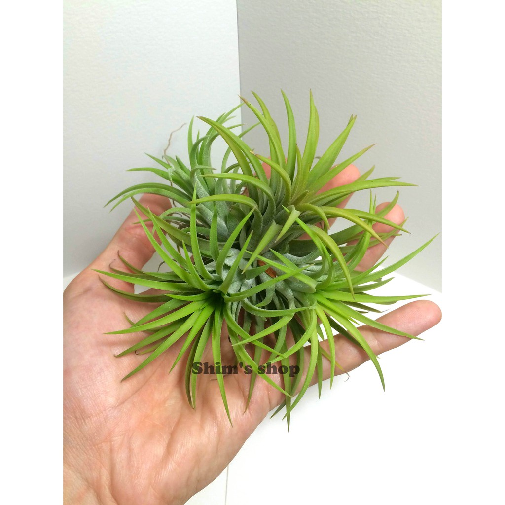 Clump (bụi) - Cây Không khí Ionantha lớn (3-4 cây) - tặng móc treo