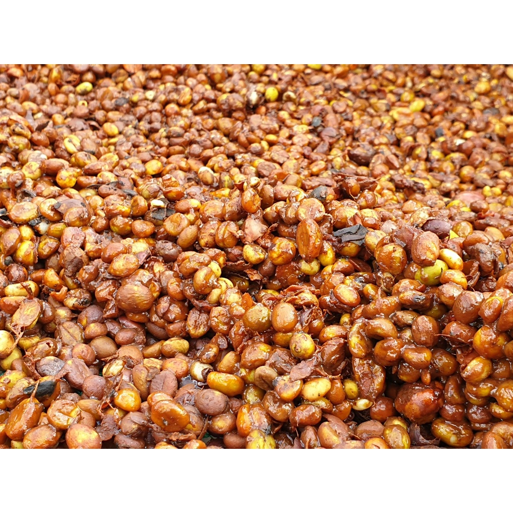 Cà phê nguyên chất ROBUSTA HONEY Nguyễn Bá Coffee - cafe rang xay nguyên chất dùng PHA PHIN, PHA MÁY, COLD BREW