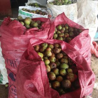 Táo mèo khô 70 k 1 kg