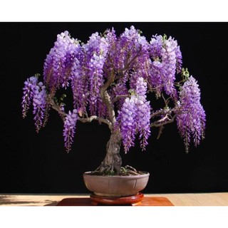 cpmbo 10 HẠT GIỐNG HOA TỬ ĐẰNG BONSAI GIỐNG NHẬP KHẨU NHẬT BẢN