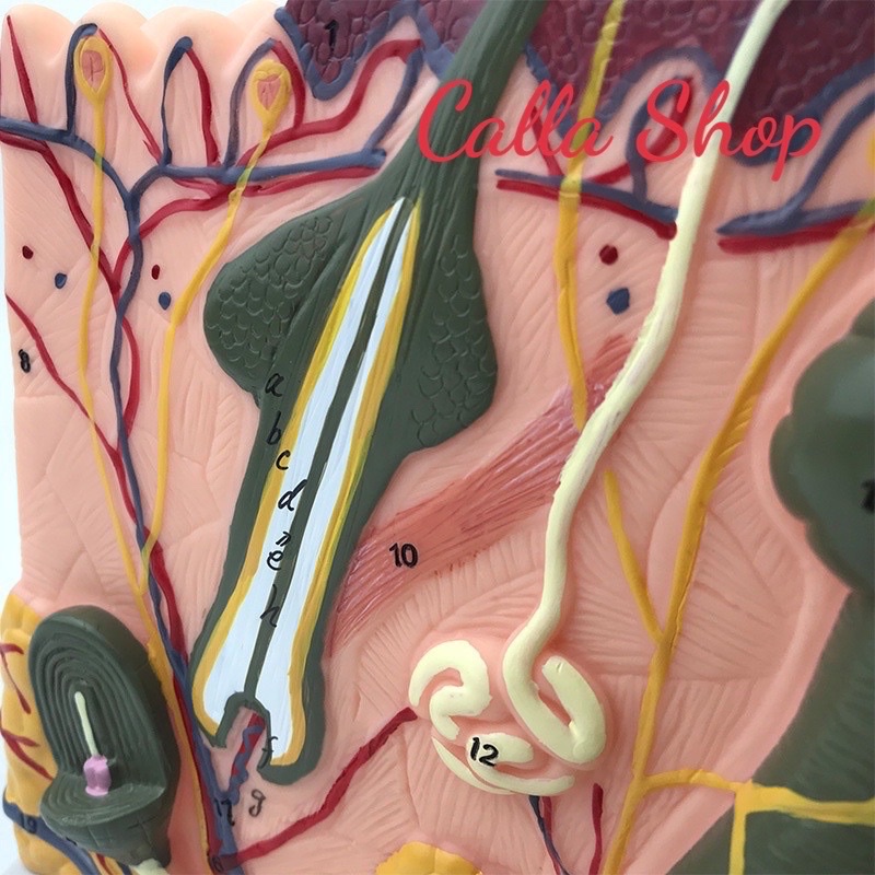 Mô hình giải phẫu da 50:1