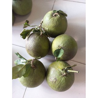 Combo 2 trái Bưởi Da Xanh Bến Tre (1kg~1,2kg/trái)