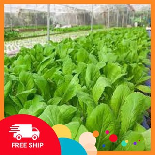 Gói 10 gr  giống rau cải mơ