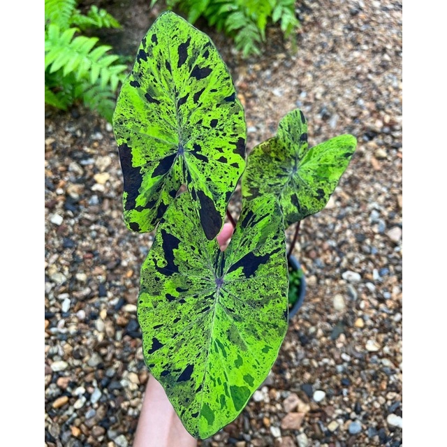 .Dòng colocasia CAO CẤP