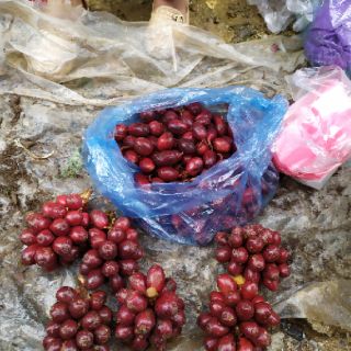 Quả thảo quả tươi 1kg.