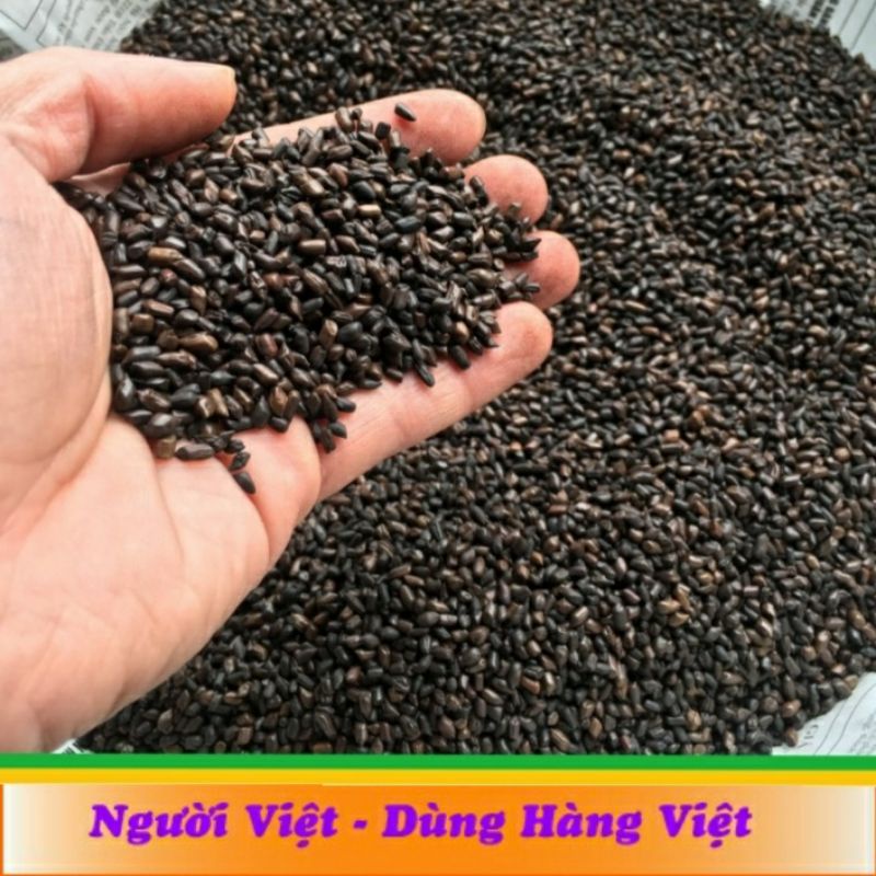 Thảo Quyết Minh - Hạt Muồng 500g - Hàng sạch, đã sao kỹ thơm, mới