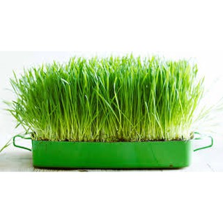 HẠT GIỐNG CỎ LÚA MÌ (MẦM LÚA MẠCH)
