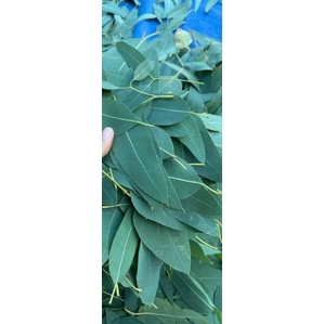 100 nén nhang sạch khuynh diệp