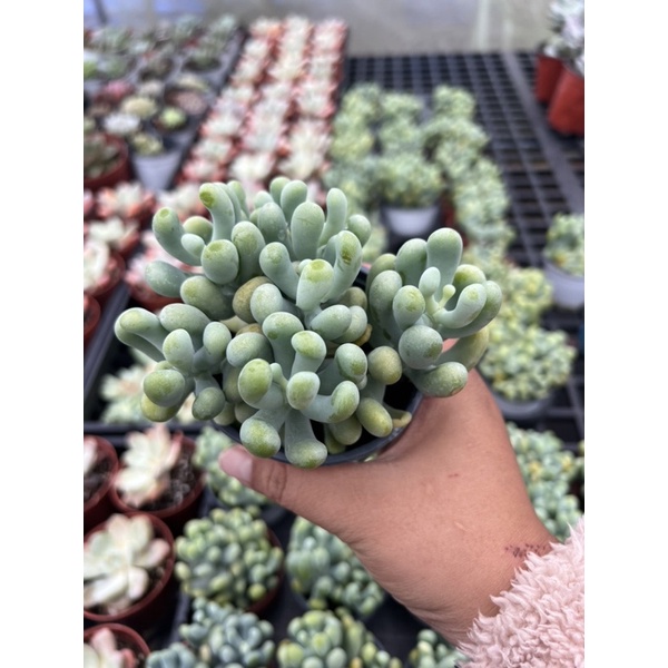 Sen đá sỏi xanh, sỏi san hô