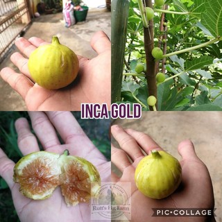 CÂY GIỐNG SUNG MỸ TRÁI VÀNG