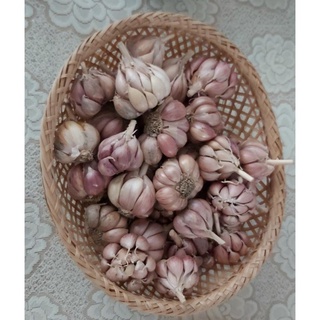 Tỏi tía bắc 1kg loại 1, tỏi tía ta, kinh môn hải dương