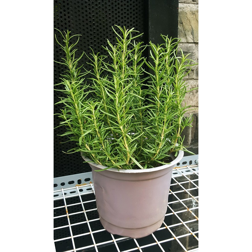 Gói 20 Hạt Giống Hương Thảo HẠT CÓ MÙI THƠM ĐẶC TRƯNG KHÔNG LO HÀNG GIẢ luckyseed hạt siêu rẻ