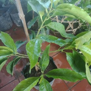 Ngọc lan hoa trắng