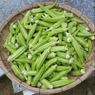 Quả đậu bắp 1kg, bán từ 2kg trở lên ạ