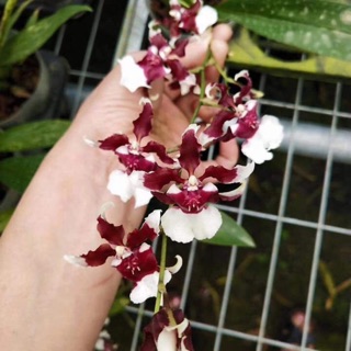 Hoa lan vũ nữ sharry baby combo 5 cây cao 5-10cm