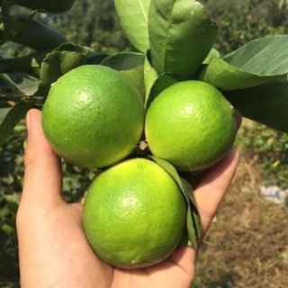 chanh tươi không hạt 1kg