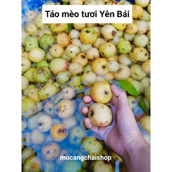 Giấm táo mèo tươi Yên Bái đậm đặc nguyên chất 100%