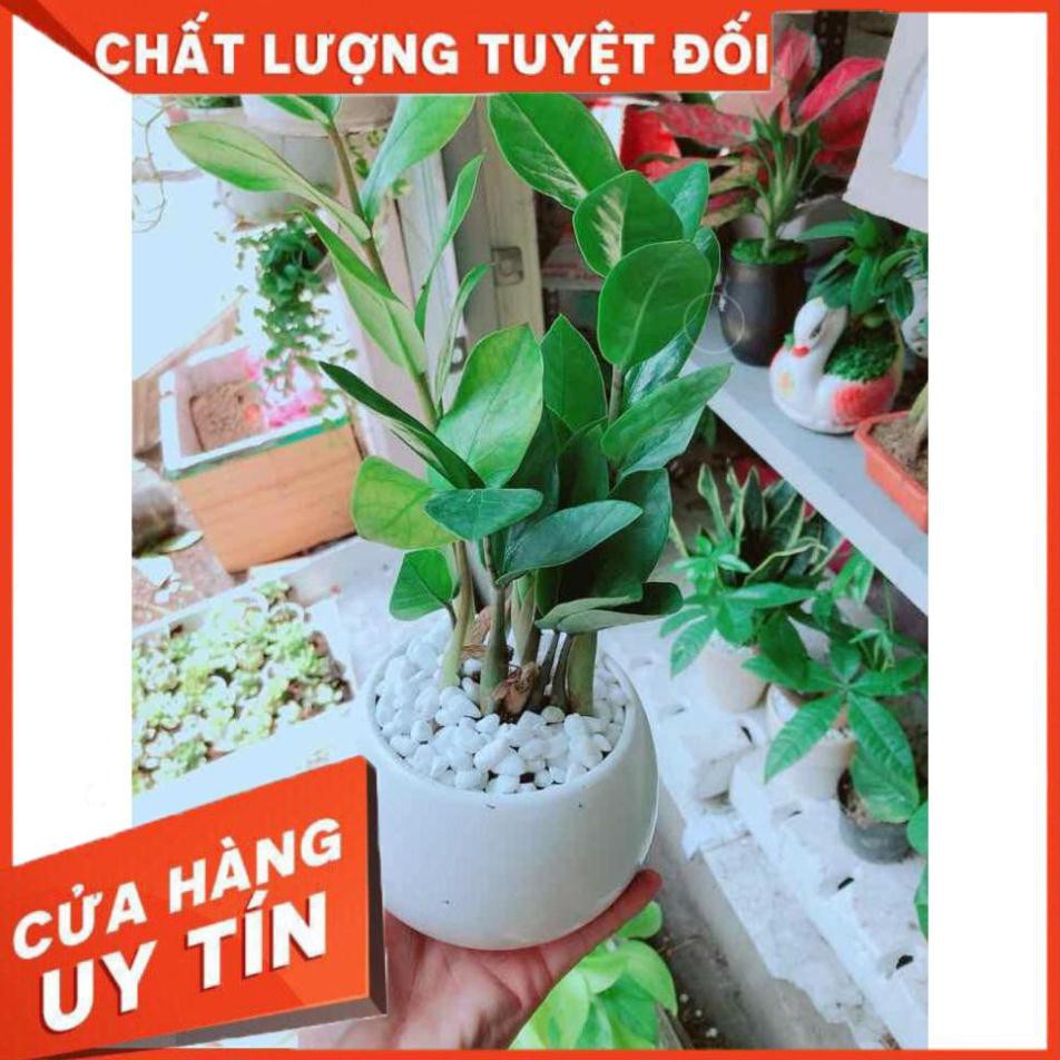 Chậu kim tiền thái Nhiều Người Mua