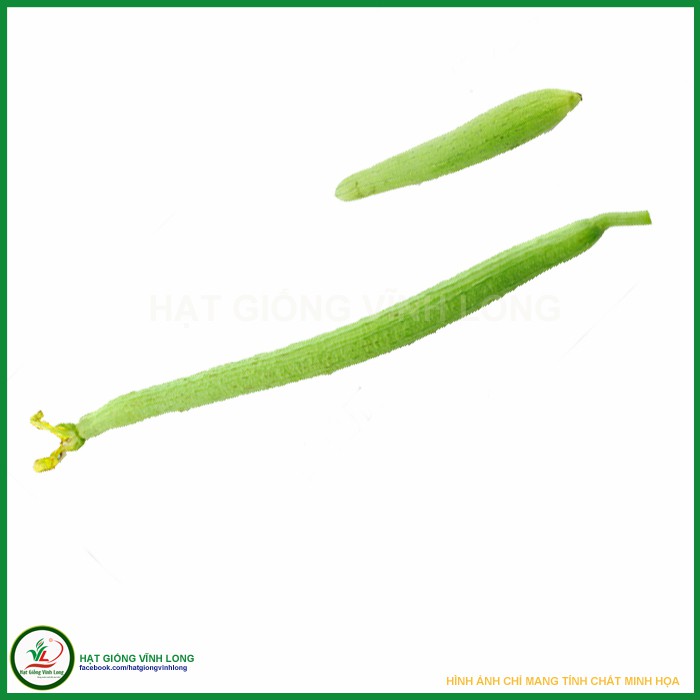 Hạt giống Mướp hương Thái  trái dài RD 388 - 1g