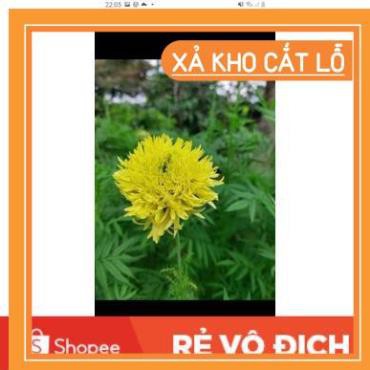 (SALE LỚN) 50H hạt hoa vạn thọ tia mới chất lượng cao