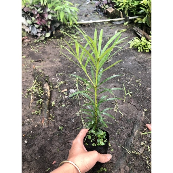 Cây Tùng La Hán Gieo Từ Hạt (ảnh Thật) Boiboi.Organic, Trong Bầu Đất, Rễ Mạnh