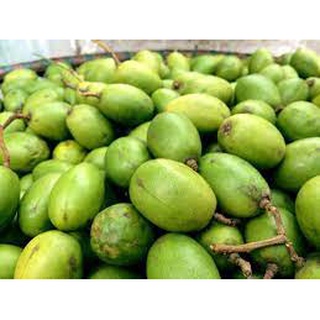 Cây cóc bao tử thái lùn