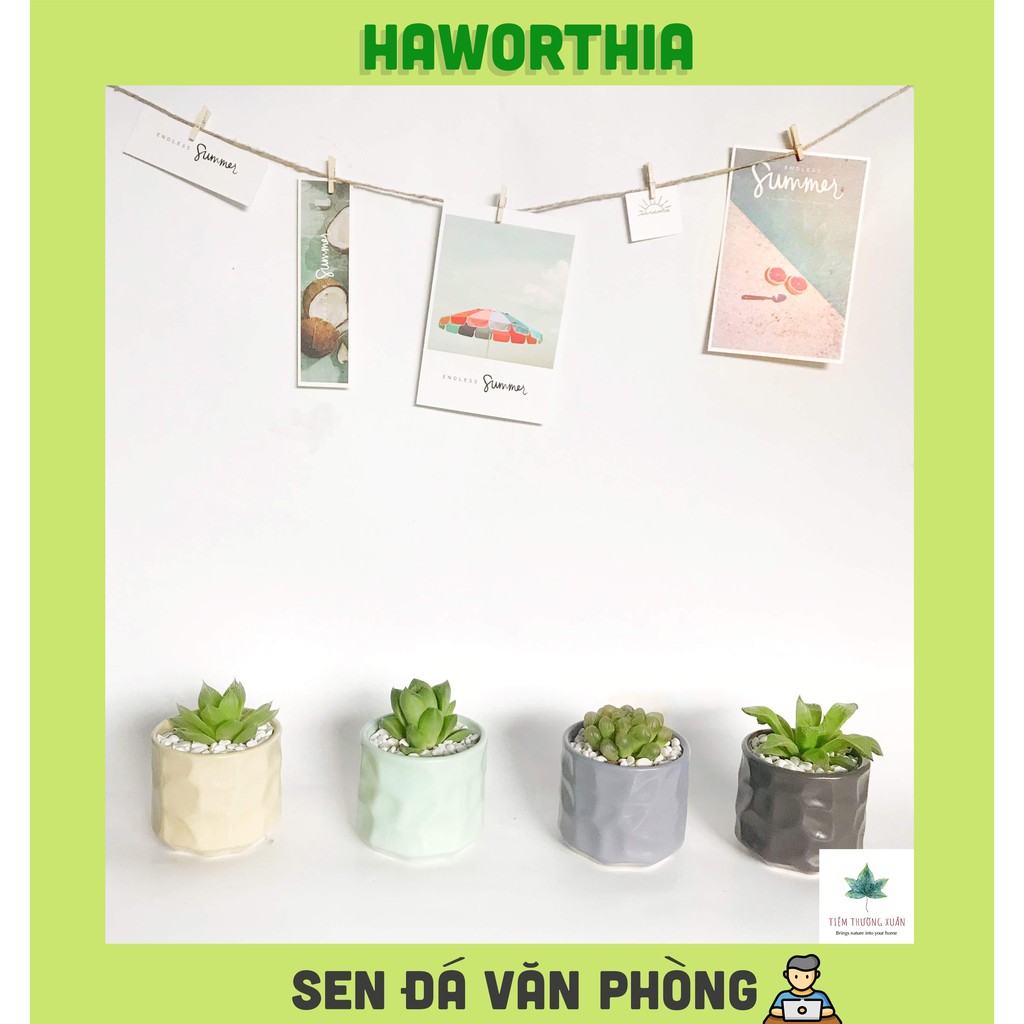 Sen đá văn phòng kèm bảo hành Haworthia trang trí văn phòng nhà cửa đời sống - Tiệm Thường Xuân