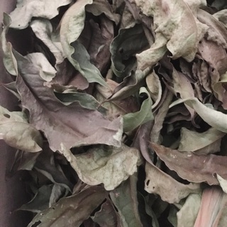 Lá vối tươi khô