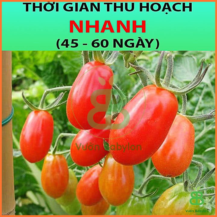 Hạt Giống Cà Chua Bi F1 Siêu Quả - Hạt Giống Cà Chua Dễ Trồng, Dinh Dưỡng Cao