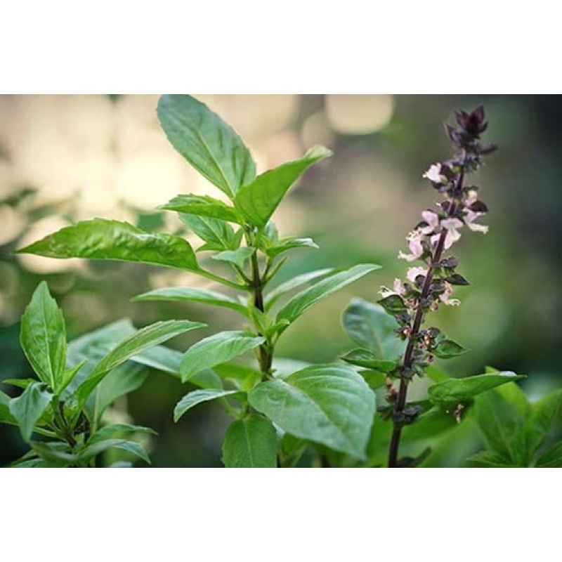 Gói hạt giống rau quế, sinh trưởng khoẻ, năng suất cao