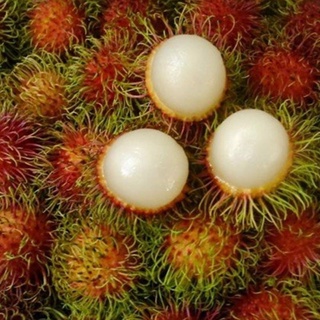 Chôm chôm thái