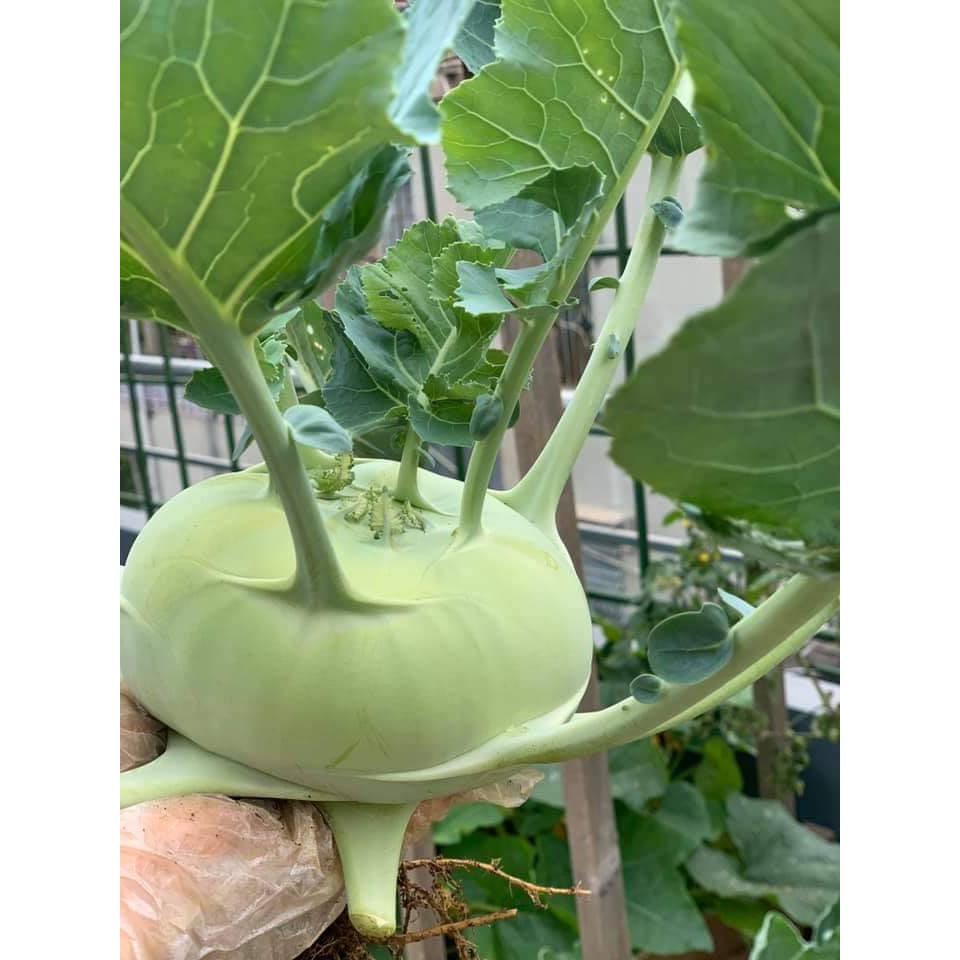 Su Hào Xanh Hàn Quốc